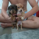 Mixed Breed