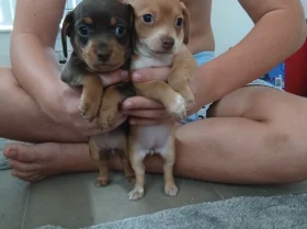 Mixed Breed