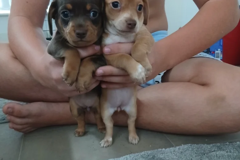Mixed Breed