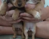 Mixed Breed