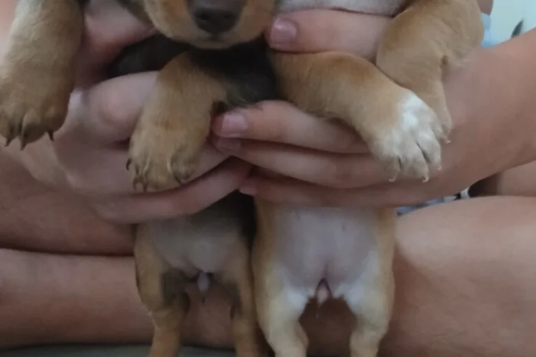 Mixed Breed