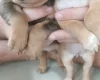 Mixed Breed