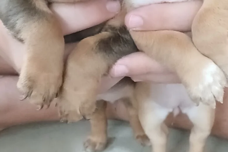 Mixed Breed