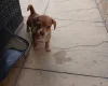 Mixed Breed