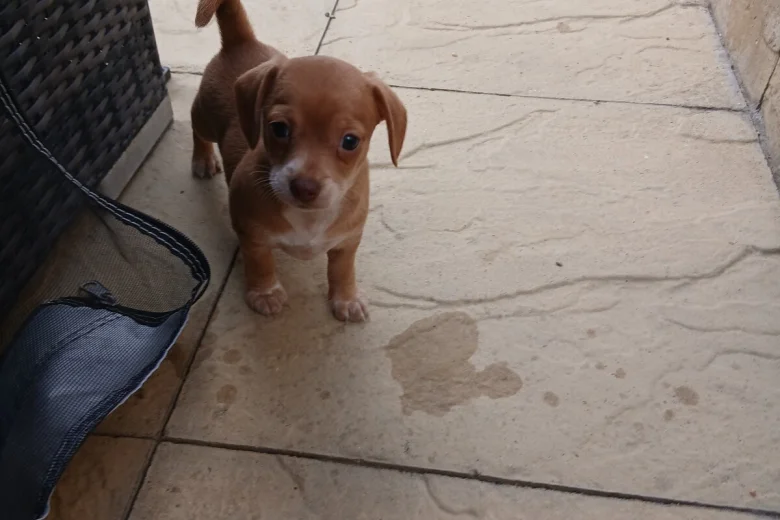 Mixed Breed