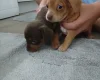 Mixed Breed