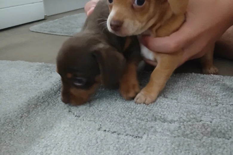 Mixed Breed