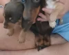 Mixed Breed