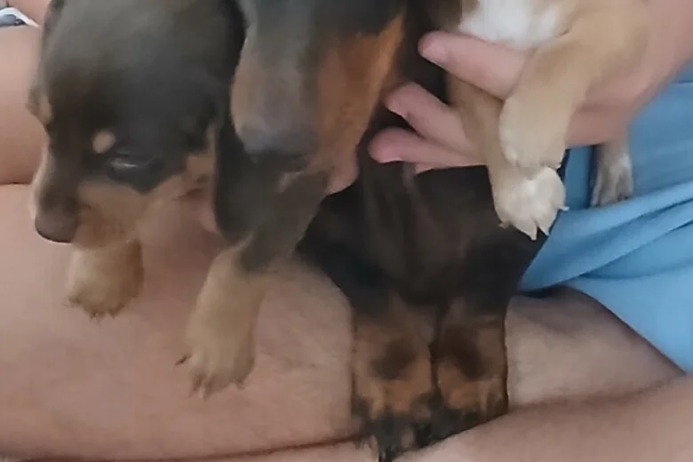 Mixed Breed