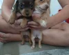 Mixed Breed