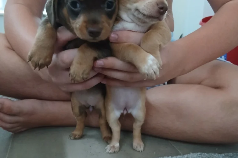 Mixed Breed