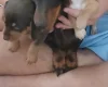 Mixed Breed