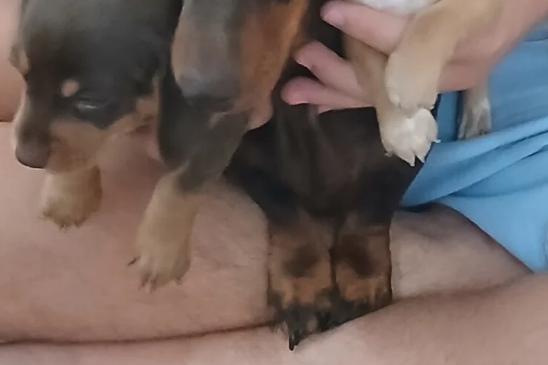 Mixed Breed