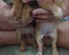 Mixed Breed