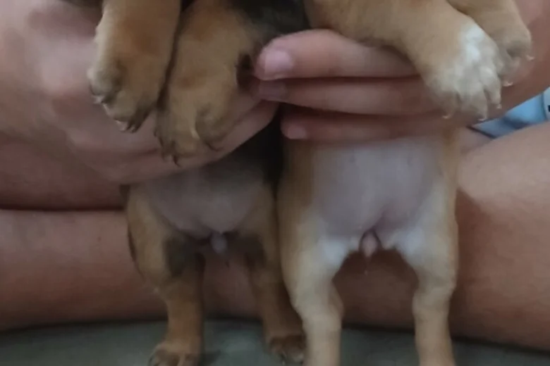 Mixed Breed