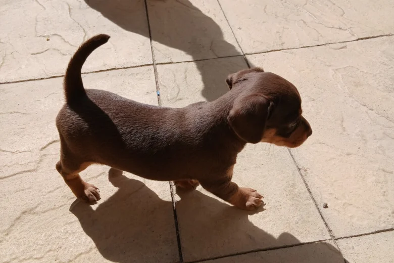 Mixed Breed