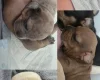 Dachshund (Smooth Haired)