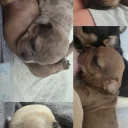 Dachshund (Smooth Haired)