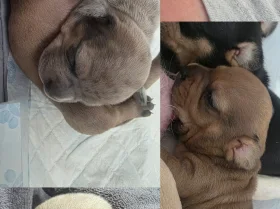 Dachshund (Smooth Haired)