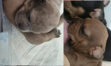 Dachshund (Smooth Haired)