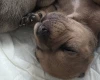 Dachshund (Smooth Haired)