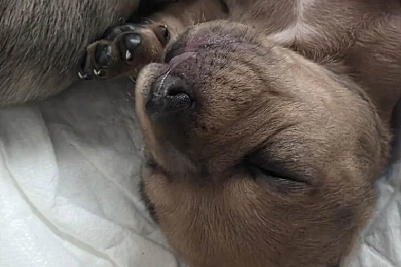 Dachshund (Smooth Haired)