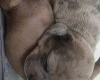 Dachshund (Smooth Haired)