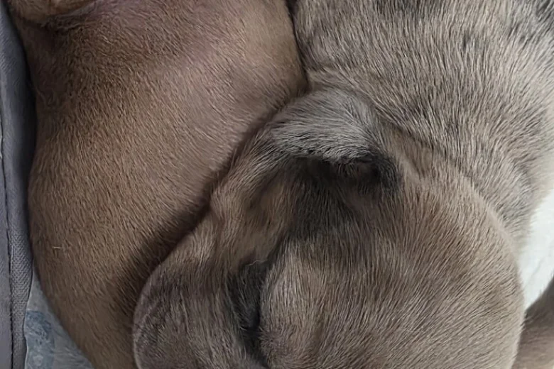 Dachshund (Smooth Haired)