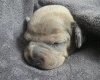Dachshund (Smooth Haired)
