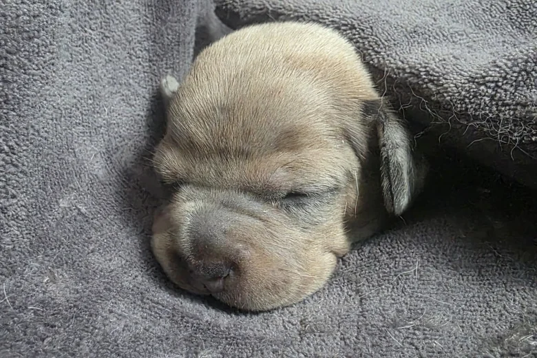 Dachshund (Smooth Haired)