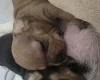 Dachshund (Smooth Haired)
