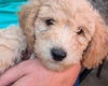 Poochon