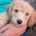 Poochon