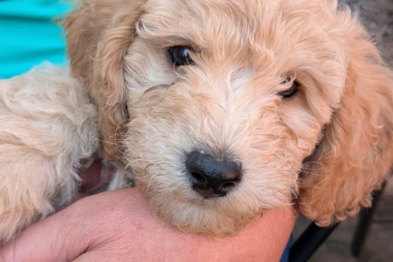 Poochon