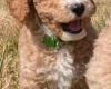 Poochon