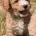 Poochon