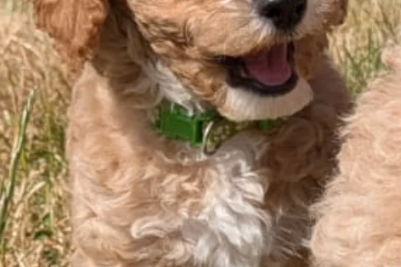 Poochon