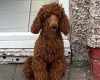 Poochon