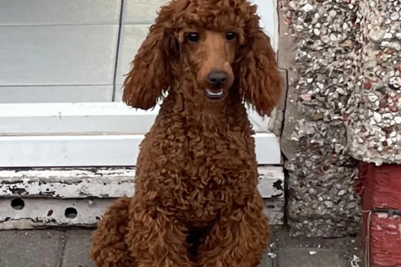 Poochon