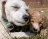 Poochon