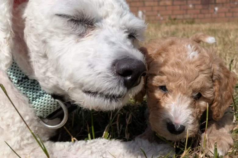Poochon