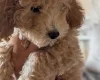 Poochon
