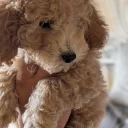 Poochon