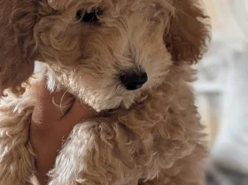 Poochon