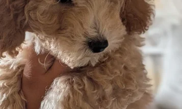 Poochon