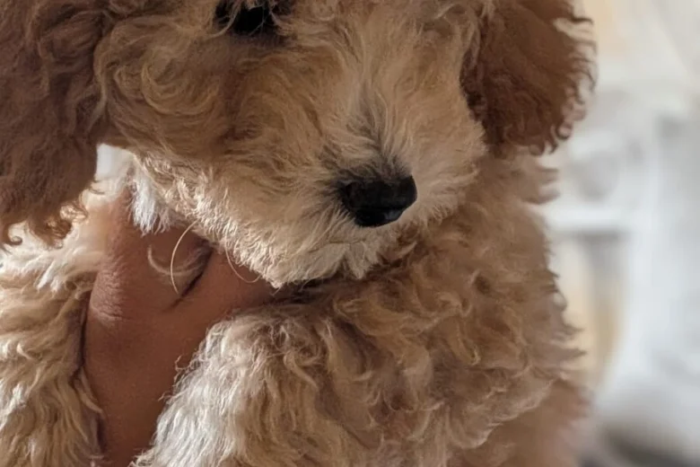 Poochon