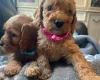 Cockapoo