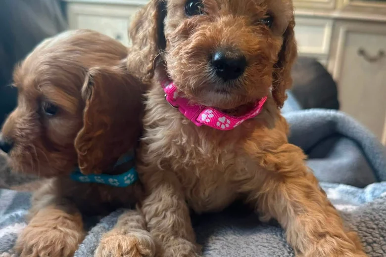 Cockapoo