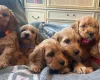 Cockapoo