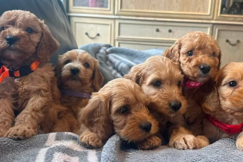 Cockapoo